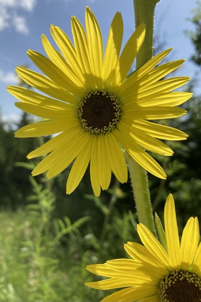 A close-up of one flower.  Bright yellow petals and dark center.