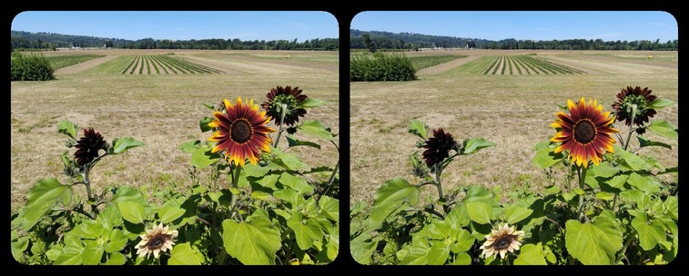 Stereoscopic view. Sunflowers in the foreground, planted rows of some kind of crop in the background.