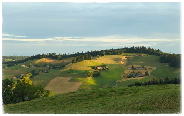 A hillside, fields ready for harvest, so lit by the morning sun.