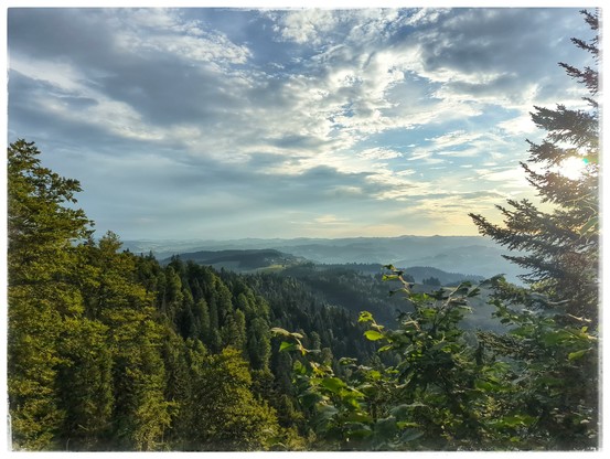 View across a forest from an elevated perspective, picture taken against the sun.