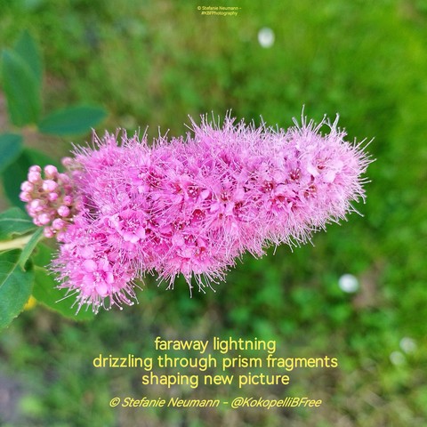 !B Deutsch / English:

Nahaufnahme eines spitz zulaufenden Clusters pinker Spiareablüten, das sich von links über grünen Rasen erstreckt. Nahe des Blütenstamms einige ungeöffnete Knospen. Dazu ein Haiku in gelben Lettern. Text folgt nach englischer Beschreibung.

A close-up of a tipped cluster of pink Spiarea flowers that stretches over green lawn from the left. Near the flower stem are a few unopened buds. Additionally a haiku in yellow letters. Text:

faraway lightning
drizzling through prism fragments
shaping new picture

© Stefanie Neumann - @KokopelliBFree
