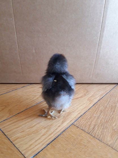Das gleiche grau-braune Küken von hinten aufgenommen, man sieht den Flauschepo. Auf den Küken liegt noch ein winziges Stückchen Möhrenraspel.