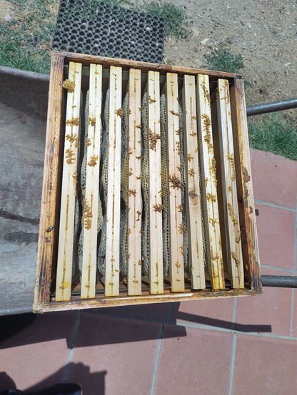Upper beehive section, seen from above, detached and ready for transportation: full of honey