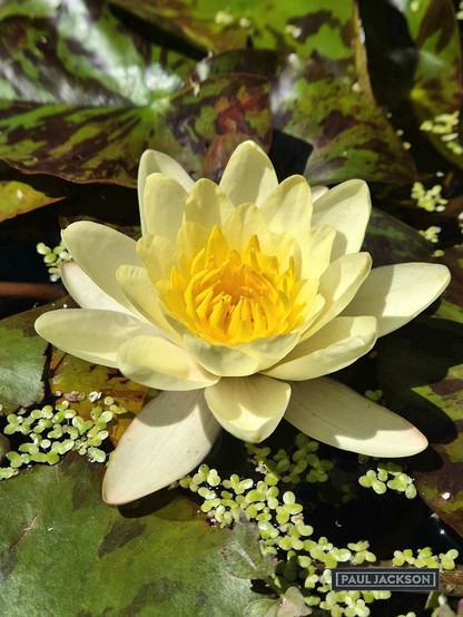 A beautiful water lily in bloom. The flower is a vibrant yellow, with many petals creating a full and lush appearance. Its center is a deeper, more intense shade of yellow, drawing the eye. The water lily is surrounded by large, flat green leaves, typical of water lily pads, some of which show darker reddish-brown markings. There are also many tiny, light green floating plants, likely duckweed, scattered around the main leaves. It's a beautiful bright day, with the sunlight highlighting the delicate texture of the petals.