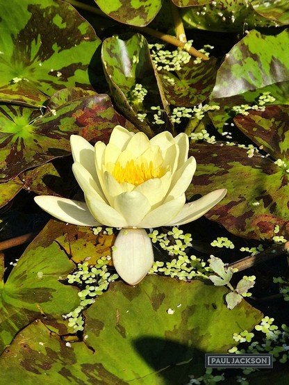 This image showcases a vibrant yellow water lily in full bloom, its delicate petals radiating outwards from a rich yellow center. It rests gracefully on the water's surface, surrounded by large, verdant lily pads and a scattering of smaller, lighter green aquatic plants, all bathed in bright sunlight.