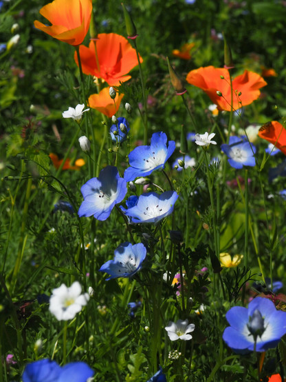 Picture of a meadow with red, blue and white flowers.