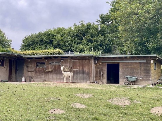 Weisses geschorenes Alpaka steht vor seinem Futtertrog, im Vordergrund Wiese, dahinter Ställe und Bäume. Die beiden Gespänli des weissen Alpaka sind in der Nähe unterwegs, aber auf dem Foto nicht sichtbar. Schick vor allem die Stellen, die nicht geschoren wurden. Sie wirken wie Pulswärmer.