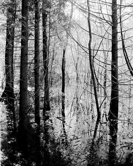 Forest wetland scene. Hard to discern, if not impossible where the land and the water split. Trees and reflections complicate things.