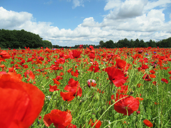 Eine ganze Wiese mit blühendem Mohn, darüber ein wenig blauer Himmel mit weißen Wolken, Bäume und Büsche im Hintergrund