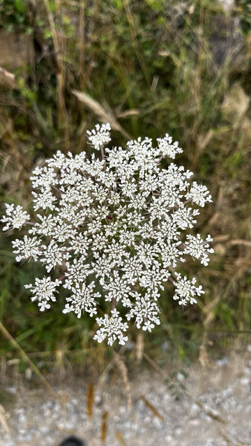 Closeup of wild carrot flower. In all its simplicity, it is still a beautiful flower.