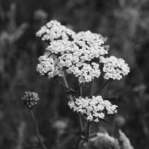 Cluster of small white flowers with delicate petals, growing on a single stem against a blurred background. The flowers appear in circular formations, resembling lace, with foliage partially visible behind them. Black and white photograph emphasizing texture and contrast.