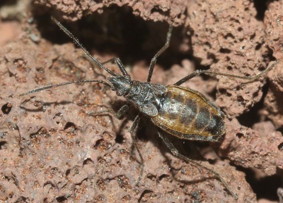 Portrait de la punaise Nysius wekiuicola sur une scorie du Mauna Kea. CC BY-NC James Bailey.
