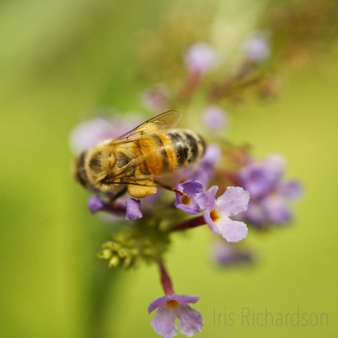 Honeybee on top of butterfly bush flower macro photograph