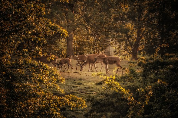 A herd of deer, including a stag with impressive antlers, grazes peacefully in a sun-dappled clearing within a dense forest. The trees are a mix of vibrant greens and golden-browns, suggesting a summer evening. Sunlight filters through the leaves, creating a warm, ethereal glow on the deer and the grassy ground. The foreground and background are softly blurred with foliage, framing the deer as the central focus.