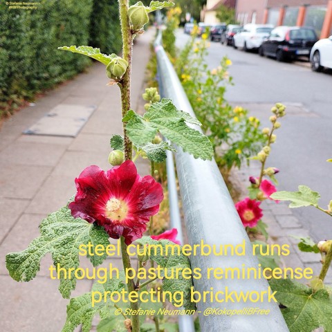 Ein niedriger Metallzaun trennt Fußweg von Straße. Der Blick geht entlang oberhalb der Zauns, der von blühenden Stockrosen und Nachtkerzen umwachsrn ist. Dazu ein Haiku. Text folgt nach englischer Beschreibung.

A low metal fence that divides walkway from street. The view goes along the top of the fence which is grown over by flowering hollyhocks, and primroses. Additionally a haiku. Text:

steel cummerbund runs
through pastures reminicense 
protecting brickwork