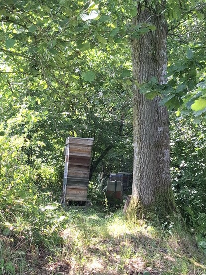 A tall hive stands in dappled sunlight. Beyond it in the shade of the trees more hives can be seen