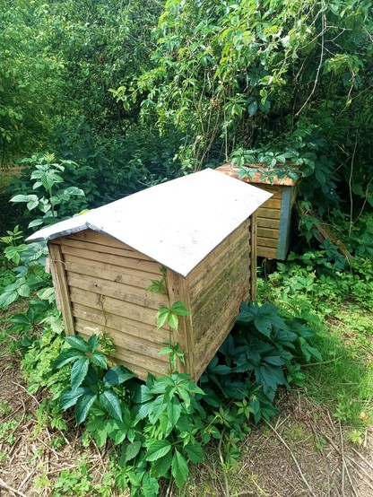 Two wooden bee boxes with metal roofs of slightly different design. Virginia creeper is growing on them and on the trees around as well as on most of the ground. They're painted yellow but the paint has faded. One has metal reinforced corners and a flat roof.
