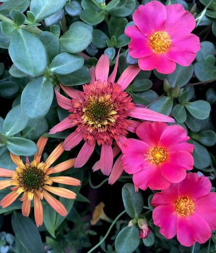 Luscious flowers in my summer garden. In the center and left are two echinacea flowers in sunset colors ranging from peach, tangerine to a warm and glowing pink. On the right are two portulaca blooms with hot pink petals and saffron-yellow centers.
