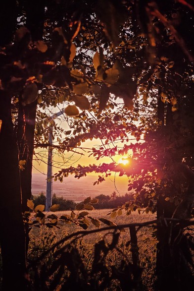 A vibrant sunset filters through the rich, warm-toned leaves of silhouetted trees, casting a golden glow over a distant landscape. The sun, a bright orange orb, is visible through the branches, with light rays extending outwards. In the background, a large, white cross-shaped structure is partially visible against the soft hues of the horizon. The foreground features more foliage and hints of a field, all bathed in the warm light of dusk.