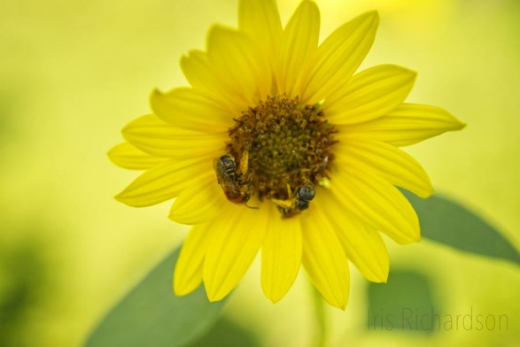 Small sunflower with two honeybees in the center and yellow background macro photograph
