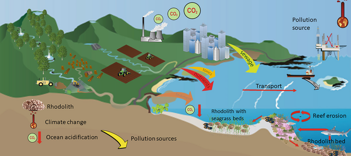 Rhodolith-bed formation processes, involving erosion, growth and transport (coastal and adjacent areas with local stressors, such as mining, deforestation, agriculture, urbanization runoff and oil platform)

Brazil boasts one of the planet's longest continental shelves, spanning multiple tropical and subtropical coastal ecosystems situated between 4oN and 34oS. Among these ecosystems are sandy beaches, rocky shores, mangrove forests, coral reefs, rhodolith beds, among many others. As such, these environments are crucial biodiversity hotspots, teeming with most of the life found in the South Atlantic Ocean. They also play a vital role in providing ecosystem services, such as supporting fisheries, attracting tourism, and offering coastal protection to millions of people residing in coastal communities. Given the significance of these shelf ecosystems, this edition delves into key aspects of the Brazilian continental shelf, focusing on biodiversity, fisheries, and conservation. The approach is multidisciplinary and oceanographic, aiming to provide a comprehensive understanding of the dynamics and interconnections within this ecologically rich and socioeconomically critical region.
