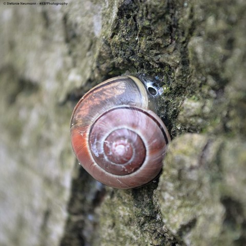A close-up of a grove-snail in a brown shell on beech bark.
