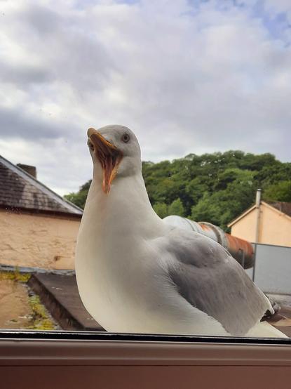 Photo einer Möwe, die mit aufgerissenem Schnabel vor dem Hotelfenster steht.