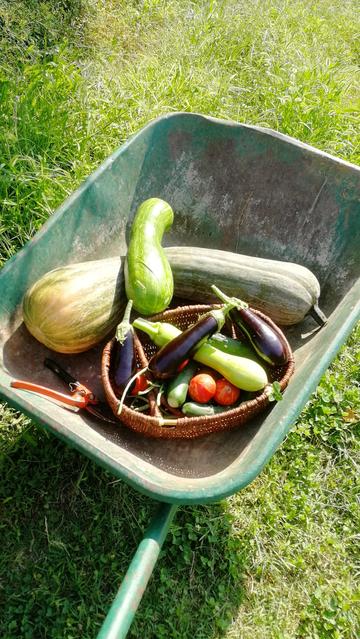 Brouette avec des légumes justes récoltés courges longue de nice, tomates, aubergines, haricots verts