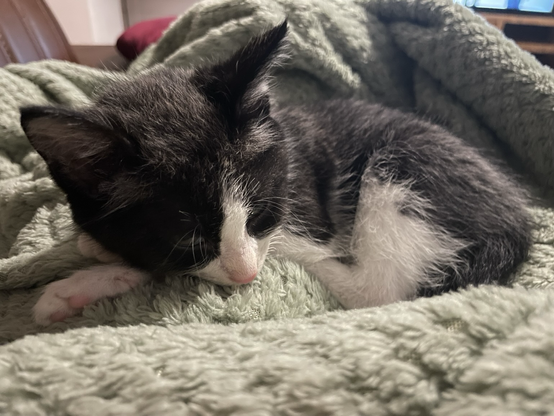 Kitten relaxing in lap on blanket