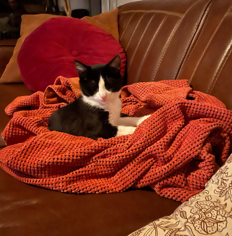 Kitten with closed eyes sitting on couch in comfy blanket