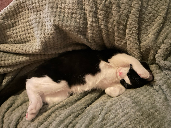 Kitten sleeping in cute way stretched out on couch