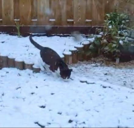 A kitten is exploring the yard after the first snowfall of his life