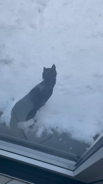 Black and white kitten exploring the yard covered in snow for the second day in a row