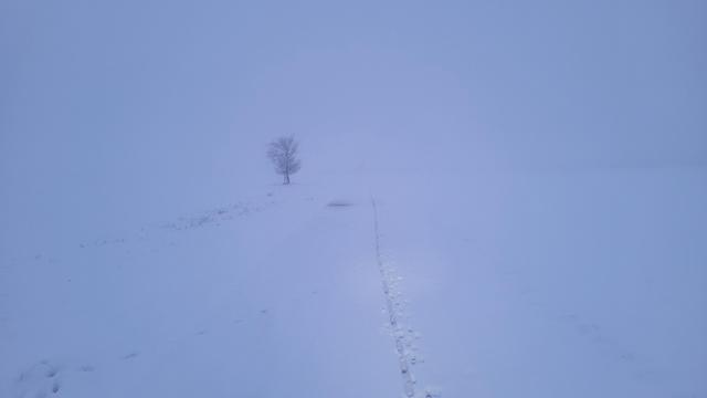 Eine Fahrradspur im Schnee deutet einen Weg an. Es ist nebelig.  Ein Baum ist zu sehen.  Fast das ganze Bild ist bläulich weiß.