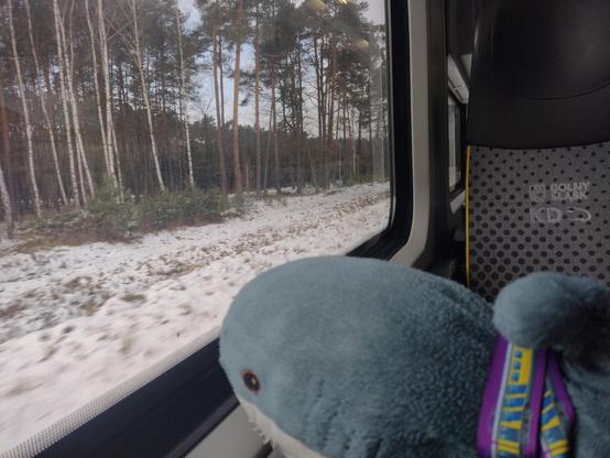 Blåhaj is looking out the train window. There is snow and there are trees. Behind Blåhaj, there is a gray seat, containing the text 'Dolny Śląsk KD'