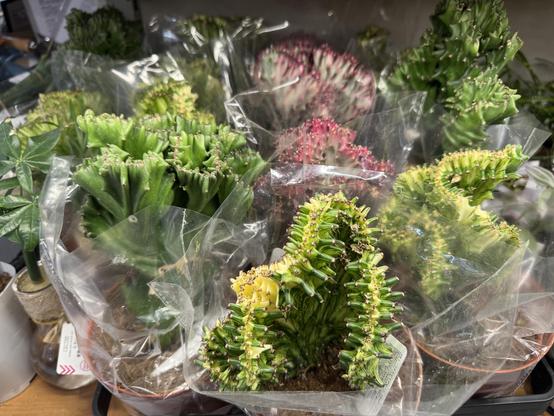 Daiso cactus selection