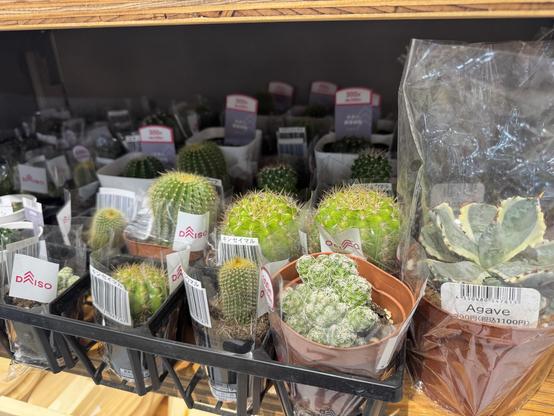More Daiso cactus selection in small pots. Includes an agave.