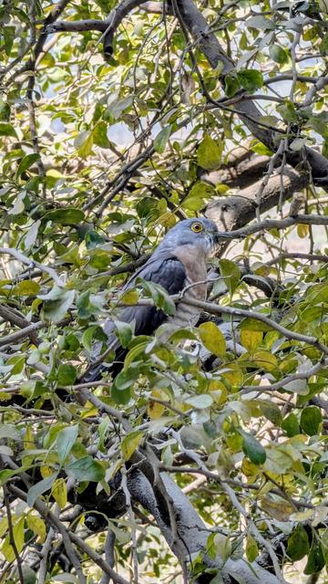 The shikra (Tachyspiza badia) is a small bird of prey in the family Accipitridae found widely distributed in Asia and Africa.
The word Shikra is borrowed from the Urdu word which is derived from the word shikari meaning hunter.