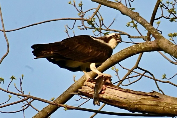 Osprey perched in a tree eating a fish