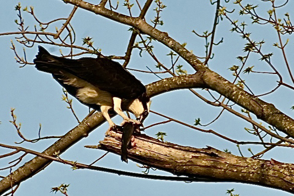 Osprey perched in a tree eating a fish