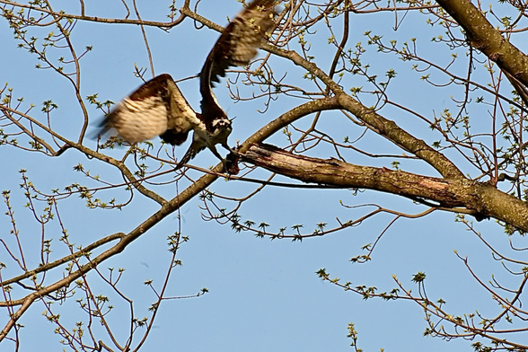 Osprey taking flight from a tree with a fish