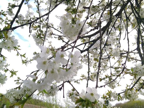 Photo d'un cerisier en fleur