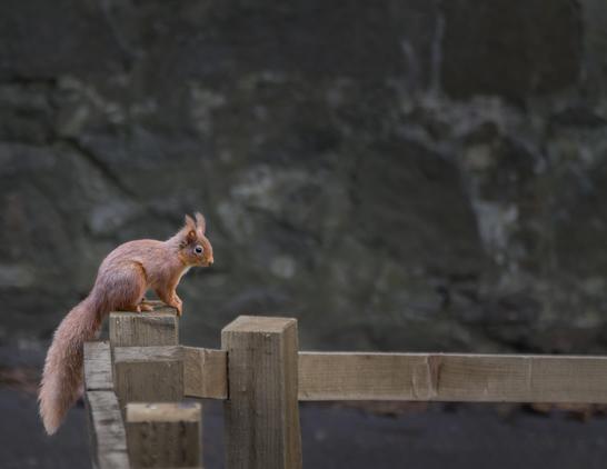 A red squirrel sits on a fence post with a stone wall in the background.