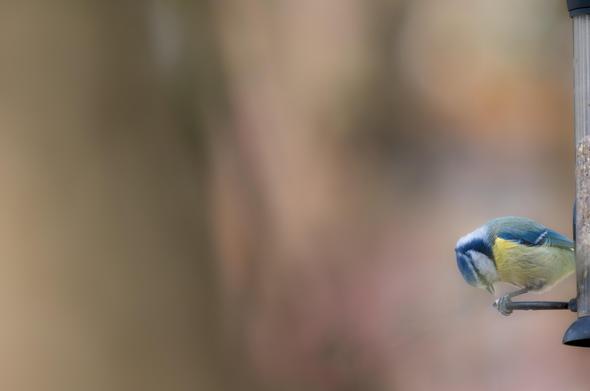 A Blue Tit eating a seed on a bird feeder.
