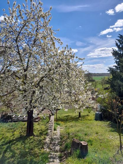 Rozkvetlé stromy třešní. Stromy jsou obsypány bílými kvítky.