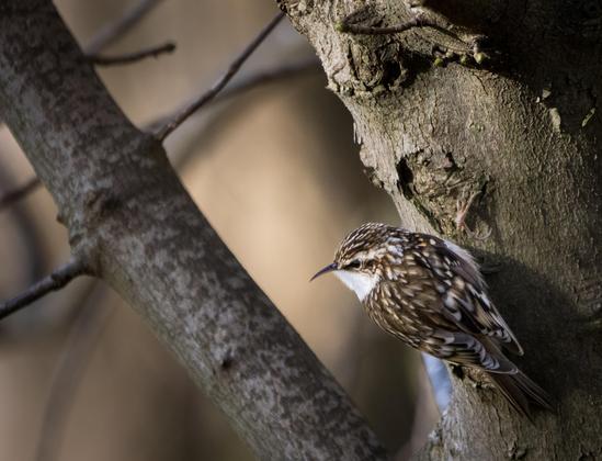 A side and back profile of tree creeper on a tree stump with other branches in the background.