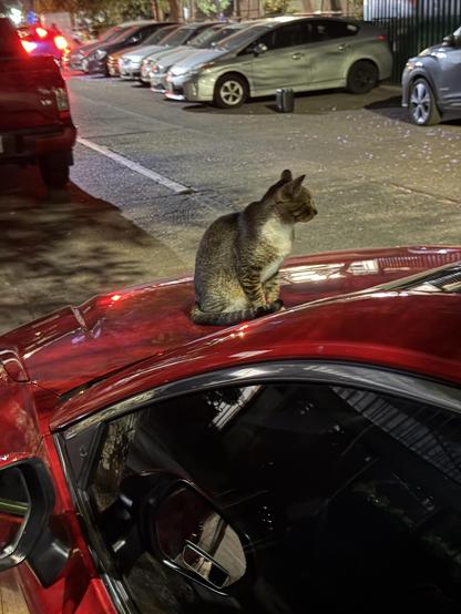 Photo of a cat on top of a car hood