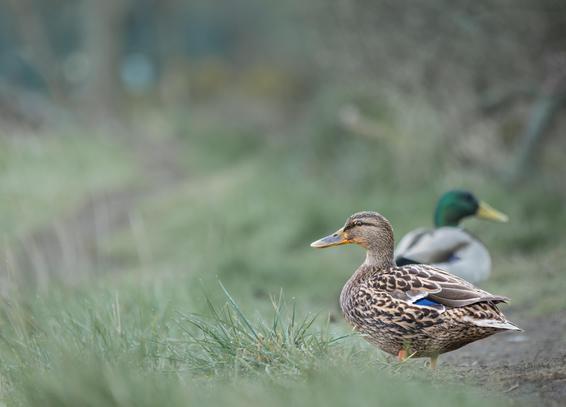 A female mallard duck on a grassy dirt path with her male counterpart in the background.