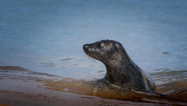 Young grey seal exiting the water in shallow waves.