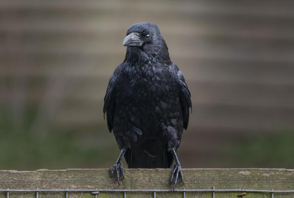 A front full-body portrait of a carrion crow sitting on a fence.